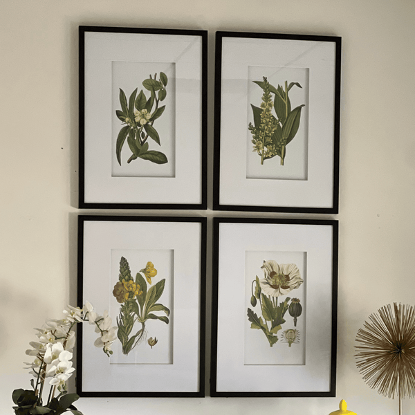 Framed Botanical Art Prints - Set of Four The Resplendent Crow